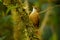 Ruddy Treerunner - Margarornis rubiginosus a passerine forest bird which is endemic to the highlands of Costa Rica and western