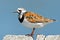 Ruddy Turnstone