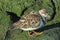 Ruddy Turnstone