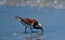 Ruddy Turnstone