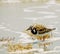 Ruddy Turnstone