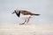 Ruddy turnstone