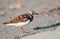 Ruddy Turnstone