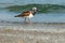 Ruddy Turnstone - Arenaria interpres