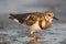 Ruddy Turnstone, Arenaria interpres