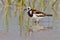 Ruddy Turnstone (Arenaria interpres)