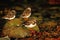 Ruddy Turnstone (Arenaria interpres)