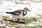 Ruddy Turnstone (Arenaria interpres)