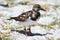 Ruddy Turnstone (Arenaria interpres)