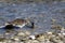 Ruddy Turnstone, Arenaria interpres