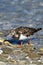 Ruddy Turnstone, Arenaria interpres