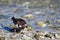 Ruddy Turnstone, Arenaria interpres