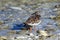 Ruddy Turnstone, Arenaria interpres