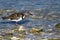 Ruddy Turnstone, Arenaria interpres