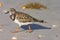 Ruddy Turnstone (Arenaria interpres)