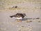 Ruddy turnstone, Arenaria interpres, adult in non breeding plumage walking on beach of Scheveningen, Netherlands