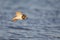 Ruddy turnstone Arenaria interpres flying along the beach.