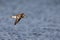 Ruddy turnstone Arenaria interpres flying along the beach.