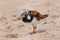 Ruddy Turnstone bird