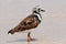 Ruddy Turnstone bird