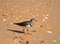 Ruddy turnstone bird on beach