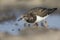 A ruddy turnstone drinking water from a small. With waterdrops falling from its beak.