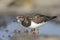 A ruddy turnstone drinking water from a small. With waterdrops falling from its beak.