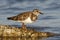 Ruddy Turnstone in fall plumage - St. Petersburg, Florida