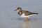 Ruddy Turnstone foraging in shallow water - Fort DeSoto, Florida