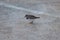 A Ruddy Turnstone on the harbour wall in Mevagissey, Cornwall