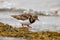 Ruddy Turnstone at the Pea Island NWR North Carolina