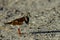 Ruddy turnstone, sanibel