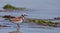 Ruddy Turnstone at shore