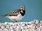 Ruddy Turnstone standing on a sandy beach.