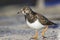 A ruddy turnstone walking on concrete in a Dutch harbour.