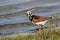 Ruddy Turnstone at Water`s Edge