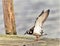 Ruddy Turnstone with wings extended