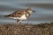 Ruddy Turnstones