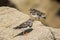 Ruddy turnstones