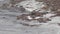 Ruddy Turnstones feeding in Orkney, Scotland