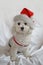 Rudy, Bolognese puppy dog with Christmas hat on white background