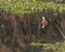 A Rudy Shelduck swimming