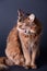 Rudy somali cat portrait