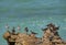 Rudy turnstone and Grey-Tailed Tattler shorebirds