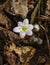 Rue Anemone â€“ Thalictrum thalictroides