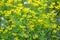 Rue fragrant odorous Ruta graveolens L.. Background