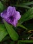 Ruellia angustifolia 