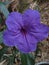 Ruellia angustifolia or commonly called purple golden