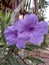 Ruellia angustifolia or commonly called purple golden flower