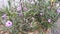 Ruellia angustifolia flowers in the yard